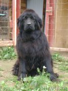 Превью фото № 132436