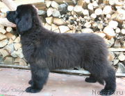 Превью фото № 132438