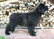 Превью фото № 132440