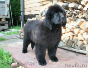 Превью фото № 132441