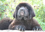 Превью фото № 132444