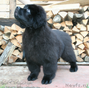 Превью фото № 132451