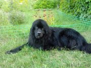 Превью фото № 132472