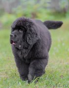 Превью фото № 132475