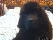 Превью фото № 132482