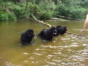 Превью фото № 132483