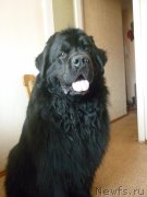 Превью фото № 132507