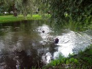 Превью фото № 132513