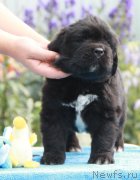 Превью фото № 132538