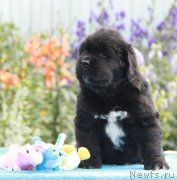 Превью фото № 132539