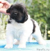 Превью фото № 132551