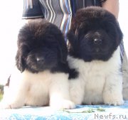 Превью фото № 132595