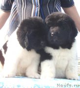 Превью фото № 132596