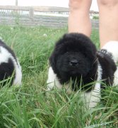 Превью фото № 132599