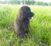 Превью фото № 132638