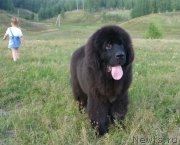 Превью фото № 132639