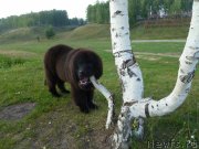 Превью фото № 132640