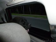 Превью фото № 132643