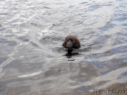 Превью фото № 132648