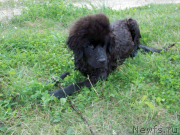 Превью фото № 132651