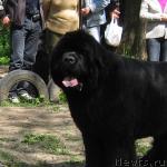 Превью фото № 13268