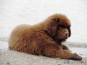 Превью фото № 132723