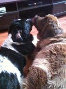 Превью фото № 132727