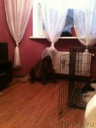 Превью фото № 132728