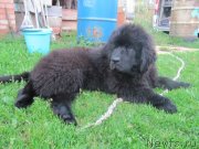 Превью фото № 132751