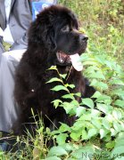 Превью фото № 132774