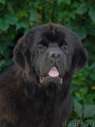 Превью фото № 132811