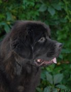 Превью фото № 132812