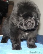 Превью фото № 132823