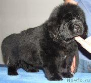 Превью фото № 132824