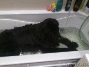 Превью фото № 132826