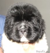 Превью фото № 132827