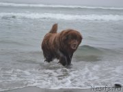 Превью фото № 132832