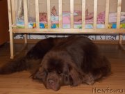 Превью фото № 132846