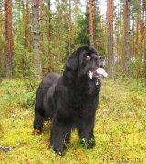 Превью фото № 132865