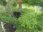 Превью фото № 132890