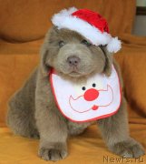 Превью фото № 132987