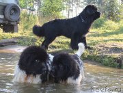 Превью фото № 132992