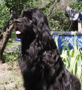 Превью фото № 133030