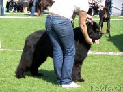 Превью фото № 133035