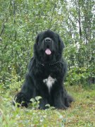 Превью фото № 133048