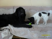 Превью фото № 133050