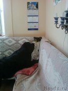 Превью фото № 133051