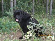 Превью фото № 133054