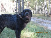 Превью фото № 133064