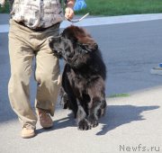 Превью фото № 133068